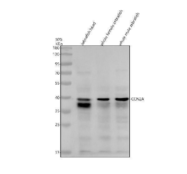 Anti-Zebrafish CCN2A Antibody Picoband® Boster Bio