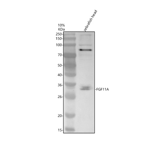 Boster AZQ5TKR4 validation image 1