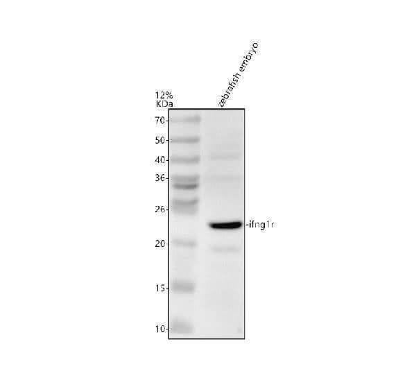 Anti-Zebrafish IFNG1R Antibody Picoband® Boster Bio