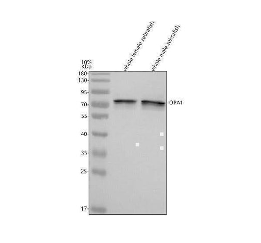 Anti-Zebrafish OPA1 Antibody Picoband® Boster Bio