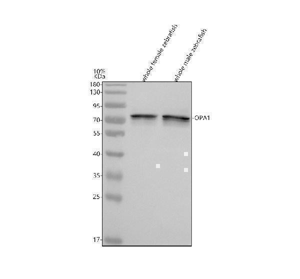 Anti-Zebrafish OPA1 Antibody Picoband® Boster Bio
