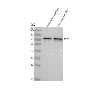 Anti-Zebrafish OPA1 Antibody Picoband® Boster Bio