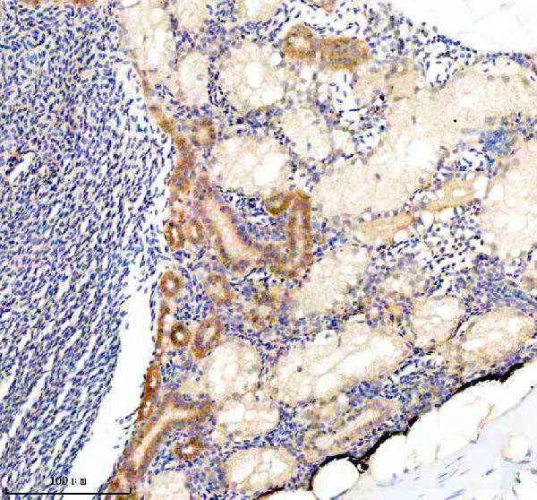Anti-Zebrafish COPE Antibody Boster Bio