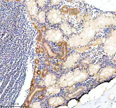Anti-Zebrafish COPE Antibody Boster Bio