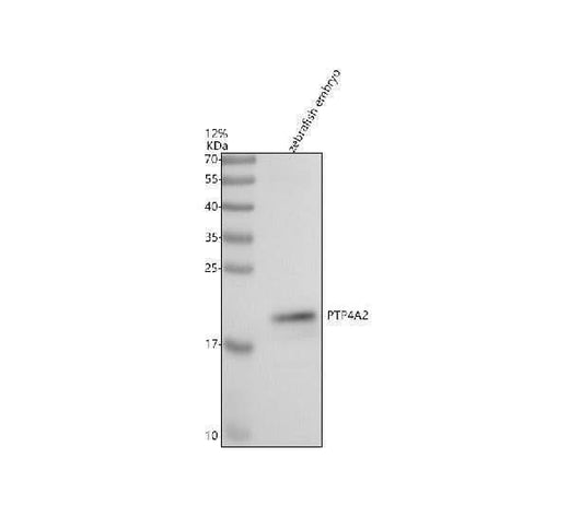 Anti-Zebrafish PTP4A2 Antibody Picoband® Boster Bio