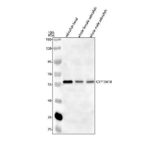 Anti-Zebrafish CYP19A1B Antibody Picoband® Boster Bio