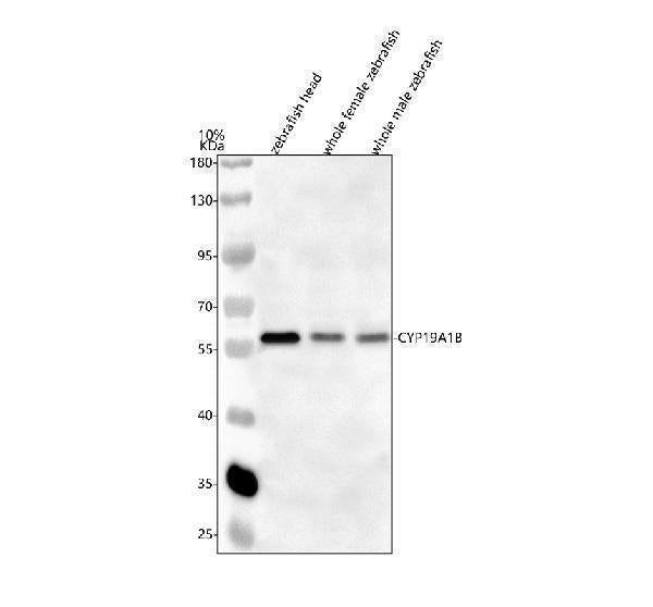 Anti-Zebrafish CYP19A1B Antibody Picoband® Boster Bio