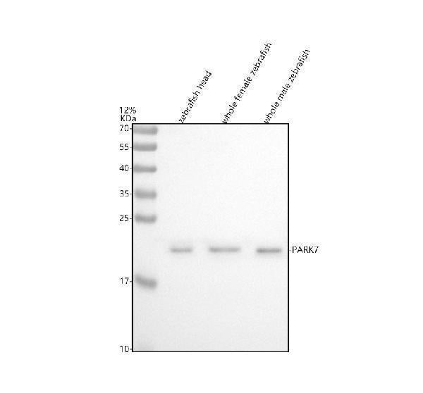 Anti-Zebrafish DJ-1/PARK7 Antibody Picoband® Boster Bio