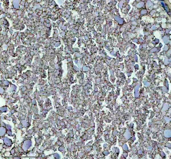 Anti-Zebrafish GNRH2 Antibody Boster Bio