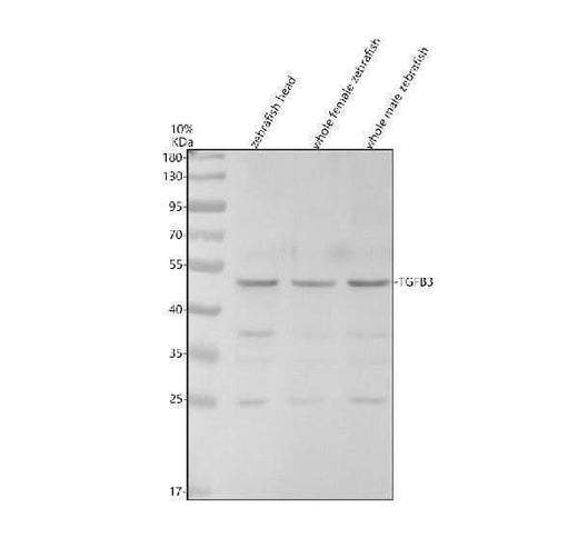 Anti-Zebrafish TGF Beta 3/TGFB3 Antibody Picoband® Boster Bio