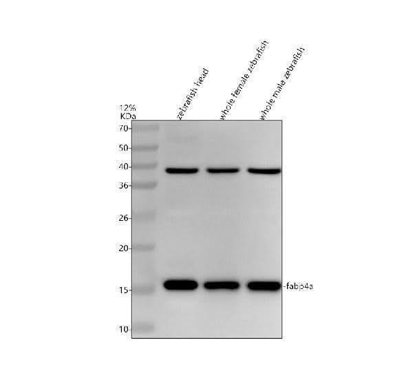 Anti-Zebrafish FABP4A Antibody Picoband® Boster Bio