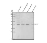 Anti-Zebrafish MSTNA Antibody Picoband® Boster Bio