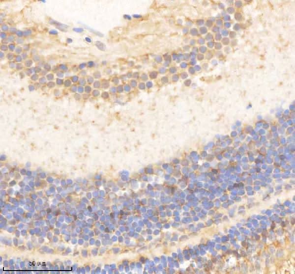 Anti-Zebrafish PSMC5 Antibody Boster Bio