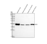 Anti-Zebrafish GIPC1 Antibody Picoband® Boster Bio