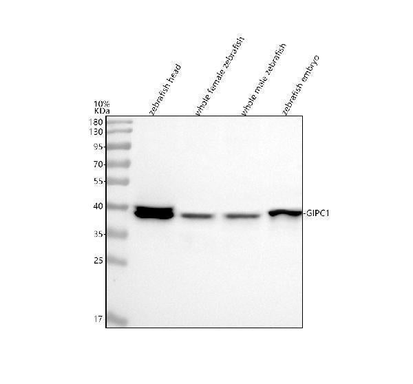 Anti-Zebrafish GIPC1 Antibody Picoband® Boster Bio