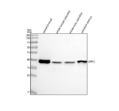 Anti-Zebrafish GIPC1 Antibody Picoband® Boster Bio