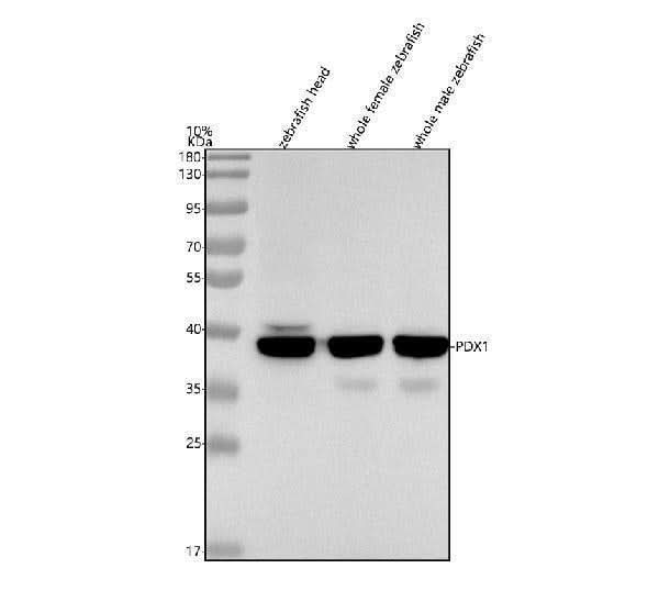 Anti-Zebrafish PDX1 Antibody Picoband® Boster Bio
