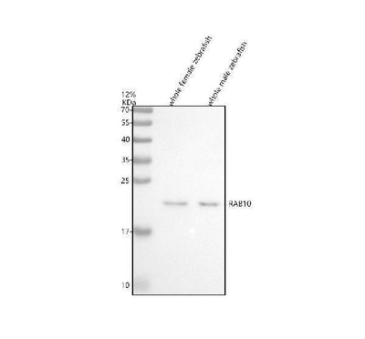 Anti-Zebrafish RAB10 Antibody Picoband® Boster Bio