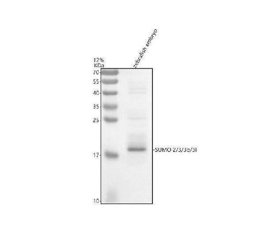 Anti-Zebrafish SUMO2,3,3b,3l Antibody Picoband® Boster Bio