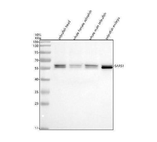 Anti-Zebrafish SARS/SARS1 Antibody Picoband® Boster Bio