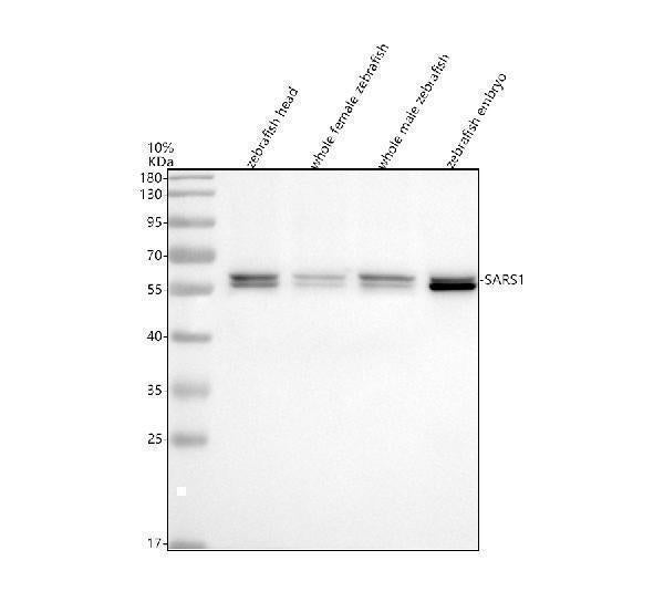 Anti-Zebrafish SARS/SARS1 Antibody Picoband® Boster Bio