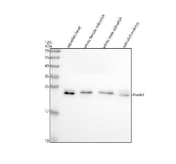 Anti-Zebrafish PSMB1 Antibody Picoband® Boster Bio