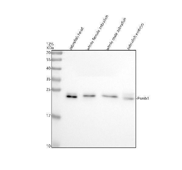 Anti-Zebrafish PSMB1 Antibody Picoband® Boster Bio