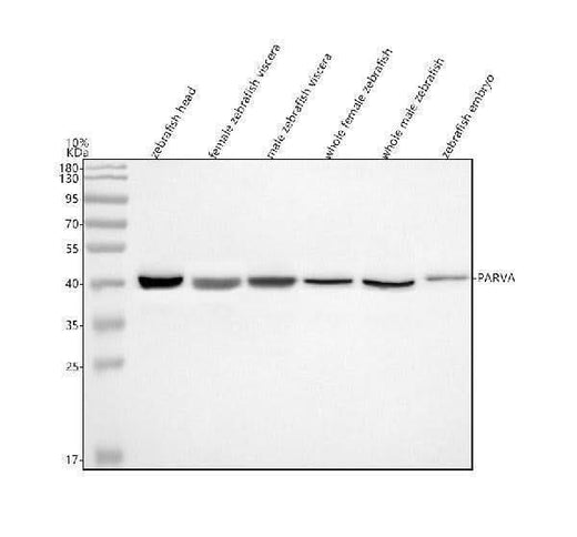 Anti-Zebrafish Alpha Parvin/Actopaxin/PARVA Antibody Picoband® Boster Bio