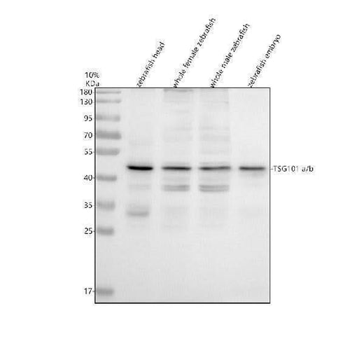 Anti-Zebrafish TSG101a/b Antibody Picoband® Boster Bio
