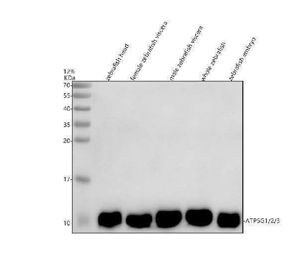 Anti-Zebrafish ATP5G1/2/3 Antibody Picoband® Boster Bio