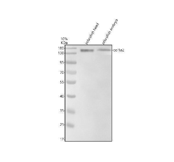 Anti-Zebrafish Collagen Type I/COL1A2 Antibody Picoband® Boster Bio