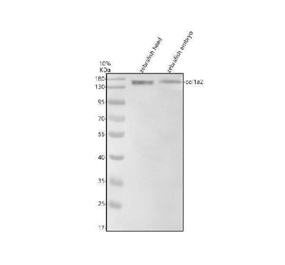 Anti-Zebrafish Collagen Type I/COL1A2 Antibody Picoband® Boster Bio