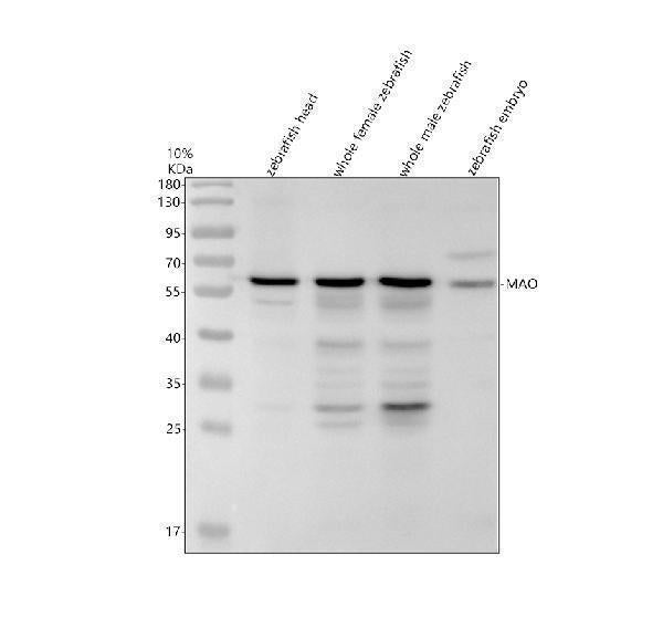 Anti-Zebrafish MAO Antibody Picoband® Boster Bio