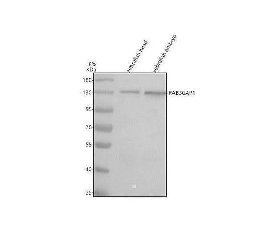 Anti-Zebrafish RAB3GAP1 Antibody Picoband® Boster Bio