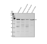 Anti-Zebrafish GCLC Antibody Picoband® Boster Bio