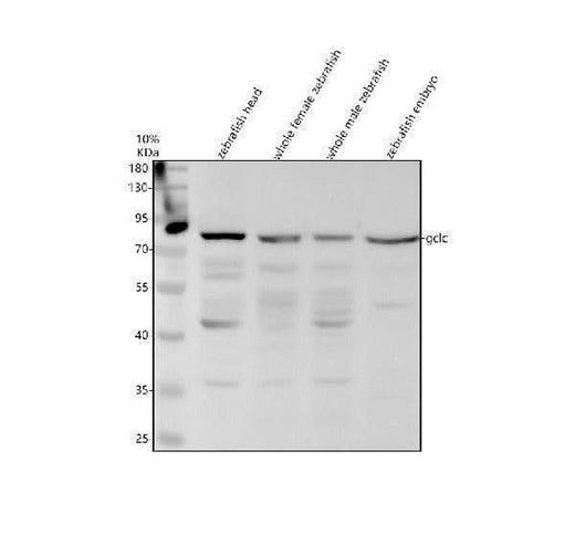Anti-Zebrafish GCLC Antibody Picoband® Boster Bio