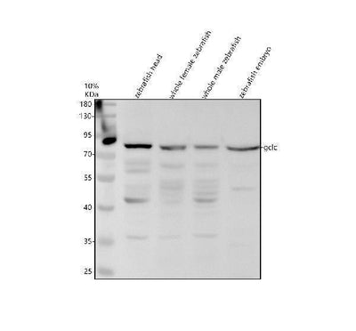 Anti-Zebrafish GCLC Antibody Picoband® Boster Bio