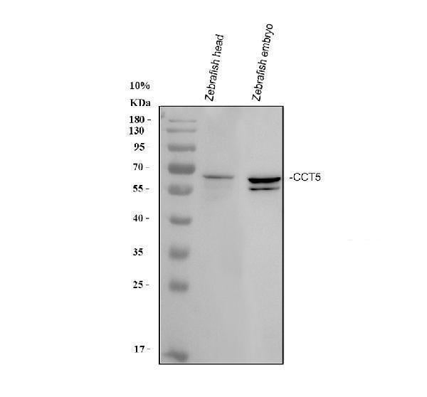 Anti-Zebrafish CCT5 Antibody Picoband® Boster Bio
