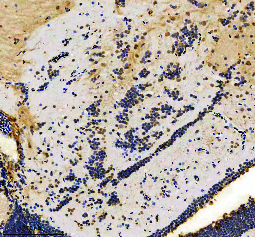 Boster AZQ6NW59 validation image 2