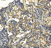 Boster AZQ6NW59 validation image 3