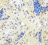 Anti-Zebrafish GATA6 Antibody Boster Bio