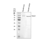 Anti-Zebrafish CUL1A/B Antibody Picoband® Boster Bio