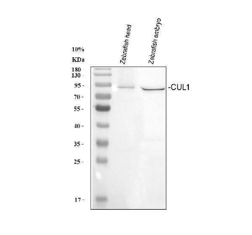 Anti-Zebrafish CUL1A/B Antibody Picoband® Boster Bio