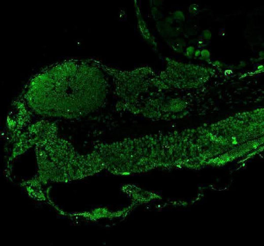 Anti-Zebrafish LEO1 Antibody Picoband® Boster Bio