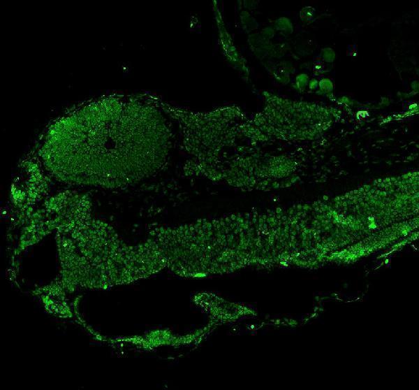 Anti-Zebrafish LEO1 Antibody Picoband® Boster Bio