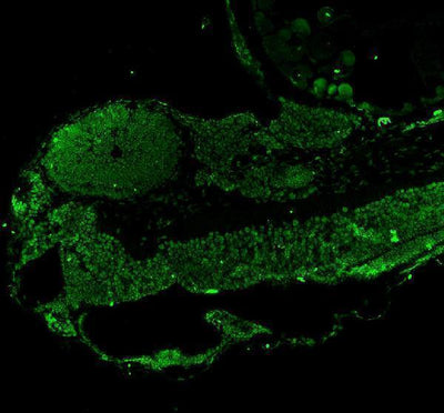 Anti-Zebrafish LEO1 Antibody Picoband® Boster Bio