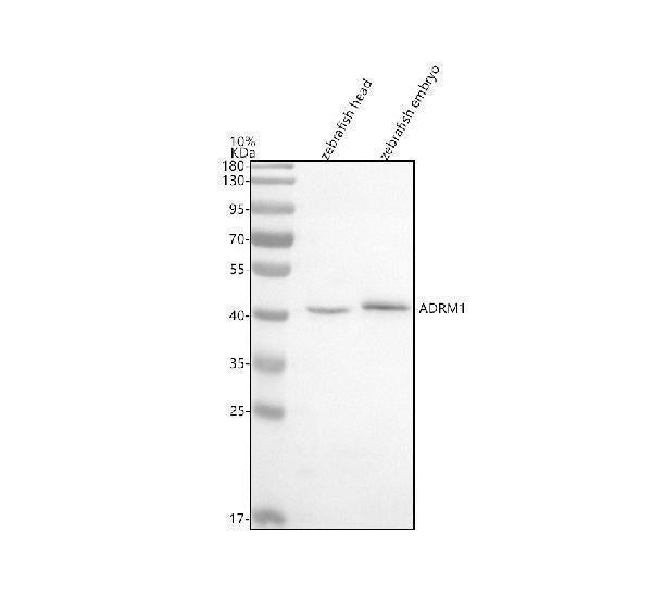 Anti-Zebrafish ADRM1 Antibody Picoband® Boster Bio