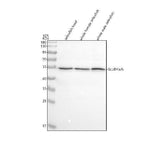 Anti-Zebrafish GLUD1a/b Antibody Picoband® Boster Bio