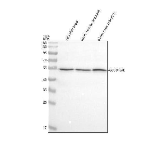 Anti-Zebrafish GLUD1a/b Antibody Picoband® Boster Bio