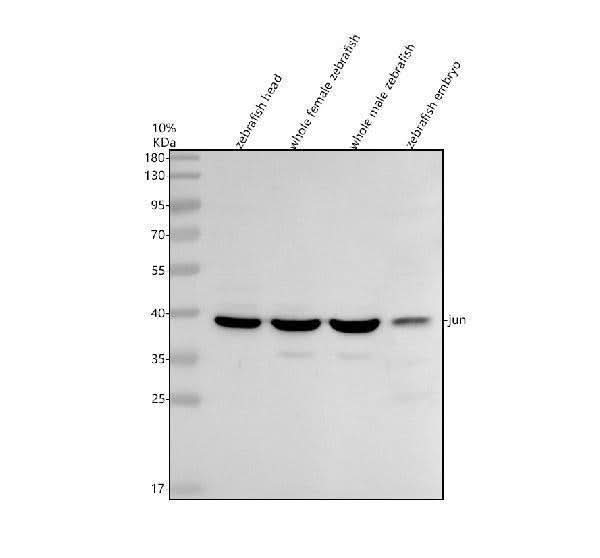 Anti-Zebrafish c-Jun/JUN Antibody Picoband® Boster Bio